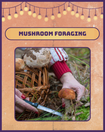 mushroom foraging